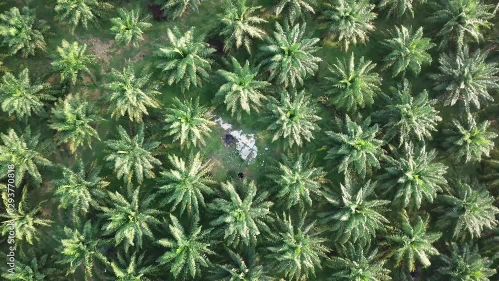 Illegal rubbish throw in oil palm. Illegal rubbish throw in oil palm.