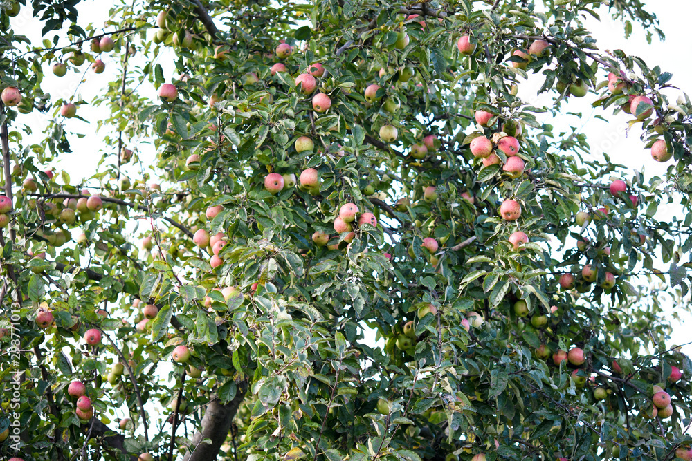 red apples on a branch