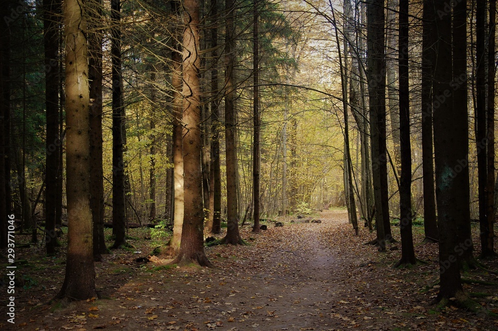 Obraz premium road in the forest