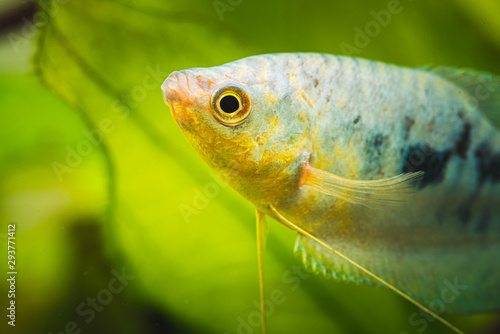 Opaline Gourami Trichopodus trichopterus tropical aquarium fish photo