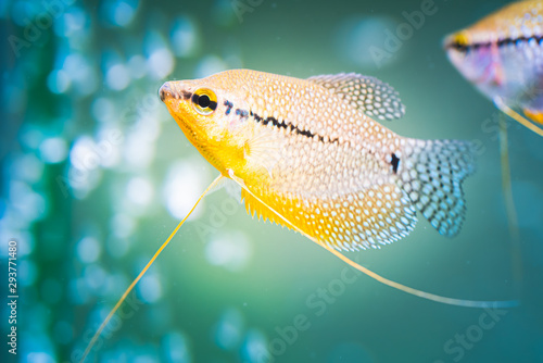 Canvas Print Pearl gourami Trichopodus leerii freshwater aquarium fish in fish tank
