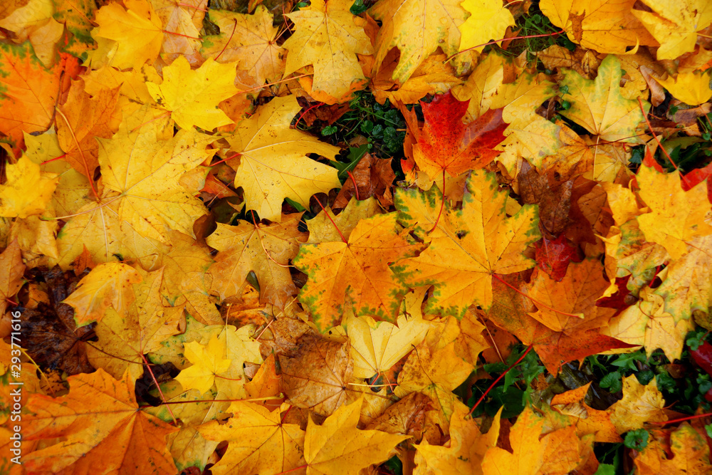 background of fallen autumn leaves in rainy weather