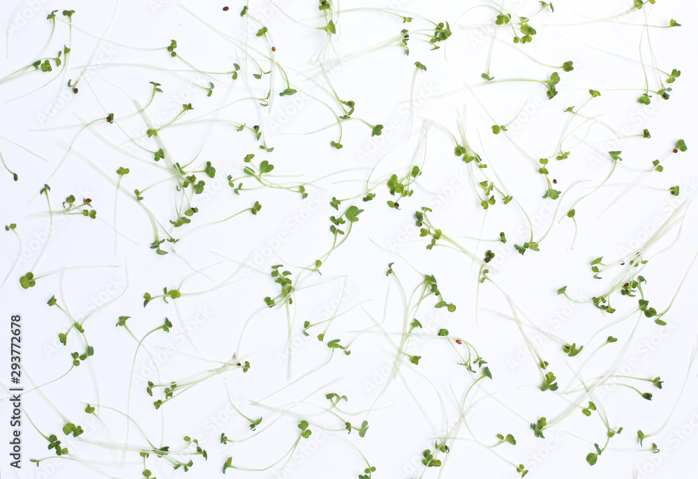 microgreens broccoli against a white background