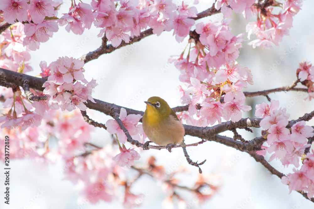 河津桜に可愛いメジロ Stock Photo Adobe Stock