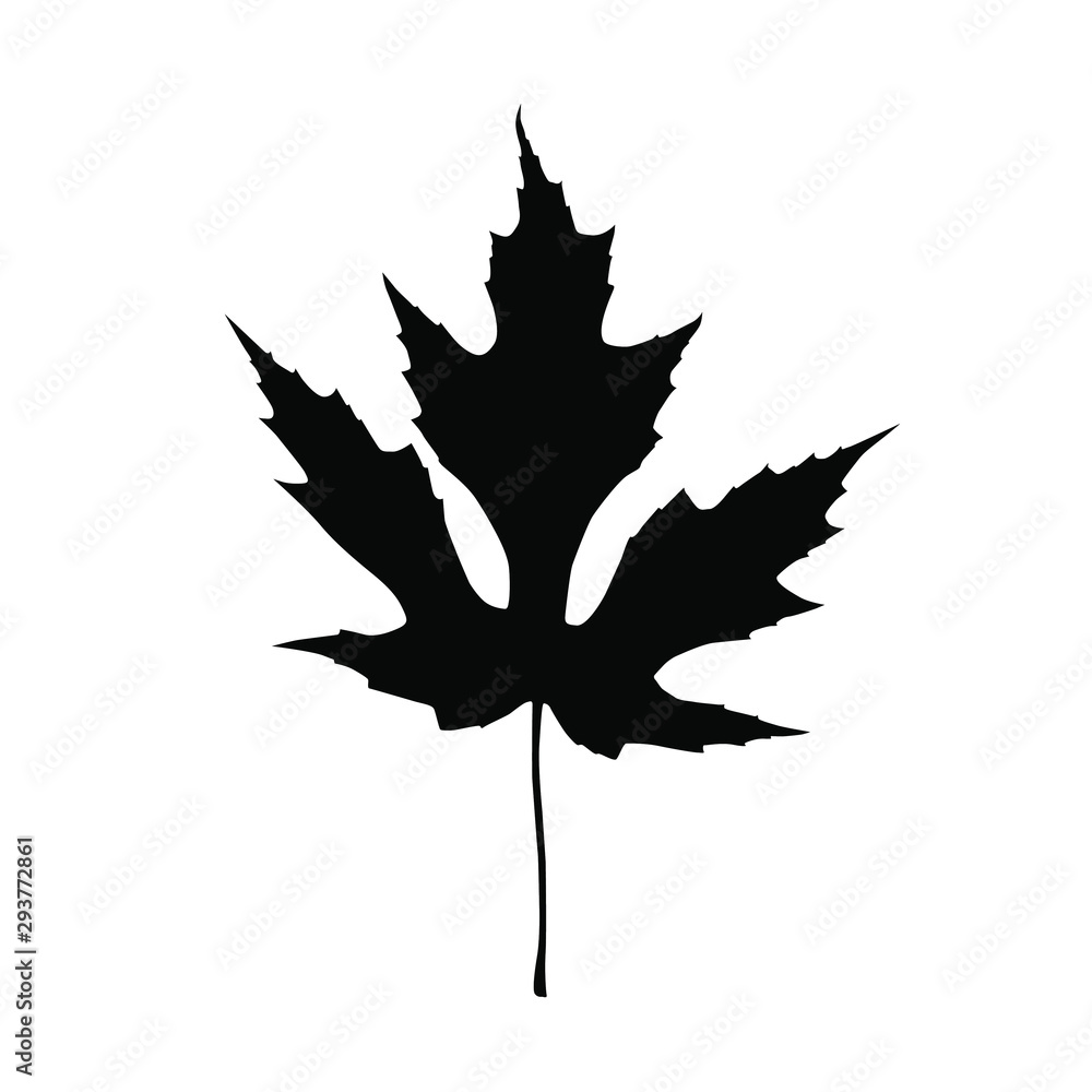 maple leaf on white background maple leaf on white background