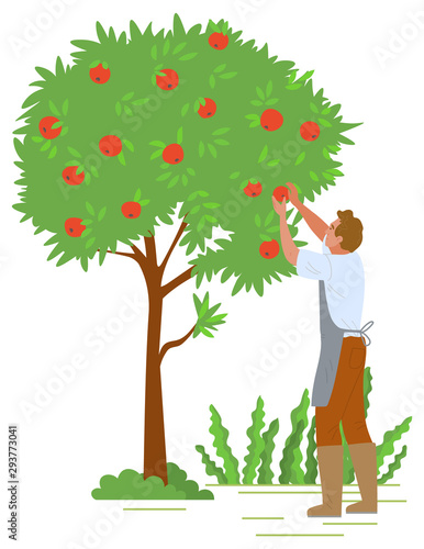 Agriculture gardener vector, isolated fruit tree with red apples. Flat style character working with plants in autumn, harvesting season reaching peak. Picking apples concept. Flat cartoon