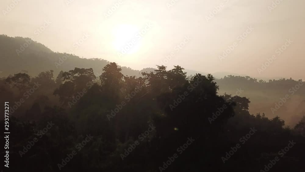 morning fog in dense tropical rainforest morning fog in dense tropical rainforest