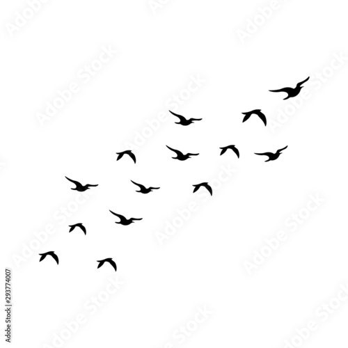 Flock of Birds silhouette isolated on white background © Petar