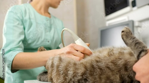 Veterinarian performing ultrasound scan on domestic cat's belly