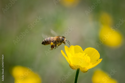 The bee flies past the yellow flowers in the garden © dragi52