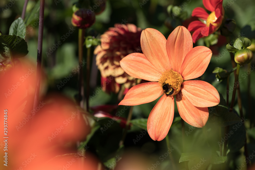 Fototapeta premium Dahlia