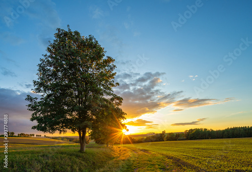Beautiful Field Landscape with Linden Trees in the Warm Light of the Setting Sun