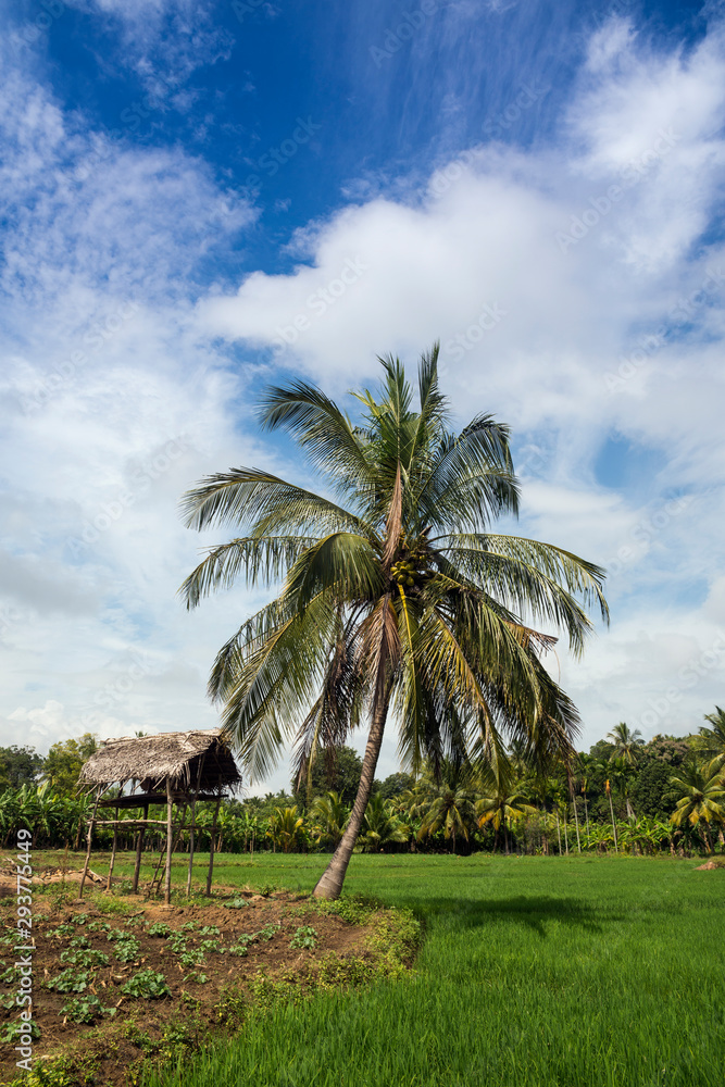 Planting fields with palm trees near Avukana village, northern province, Sri Lanka