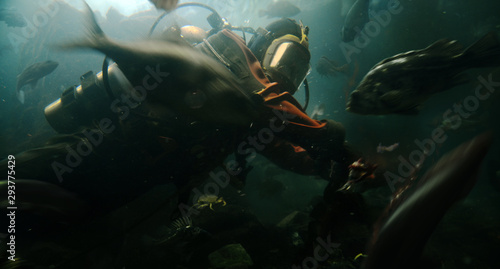 Photos Piranha Attack Diver