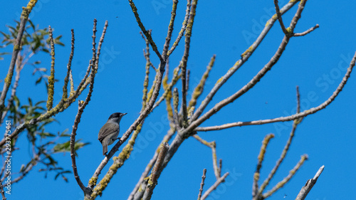 petit oiseau passereau