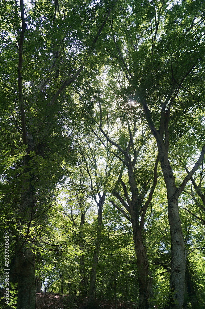 Martani Mountains Forest, Umbria, Italy