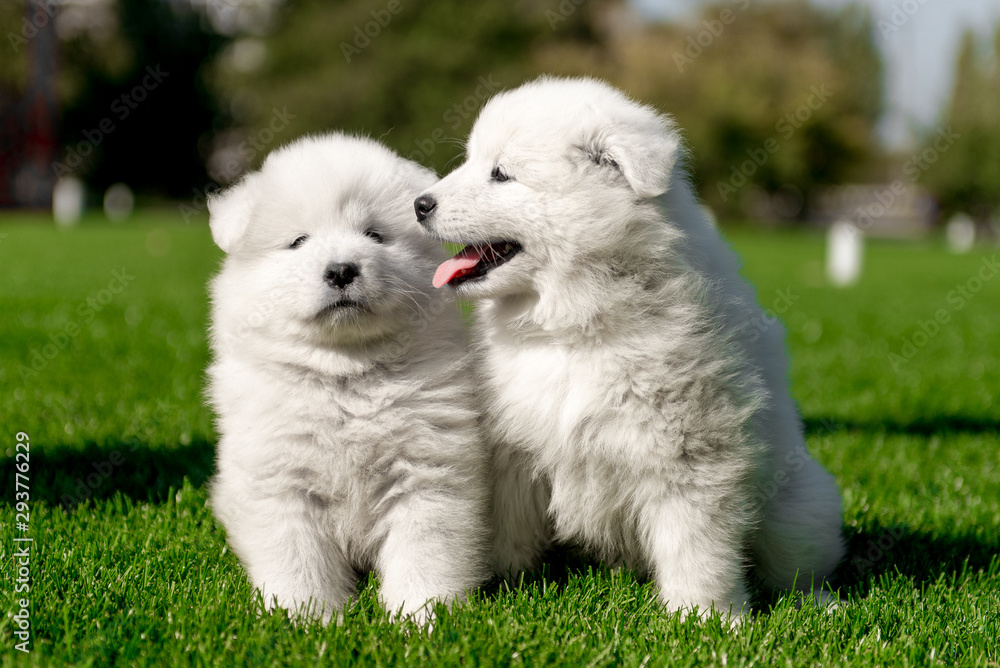 Samoyed puppies on the grass