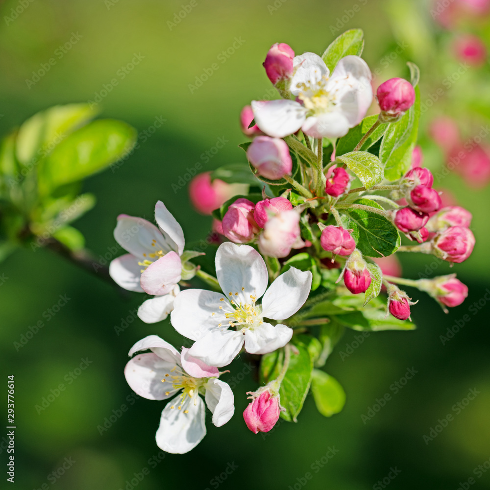 Apfelblüten in einer Nahaufnahme