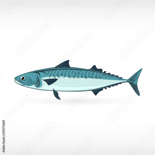 Mackerel saltwater fish isolated in white background. Fresh fish in a simple flat style eps illustration.