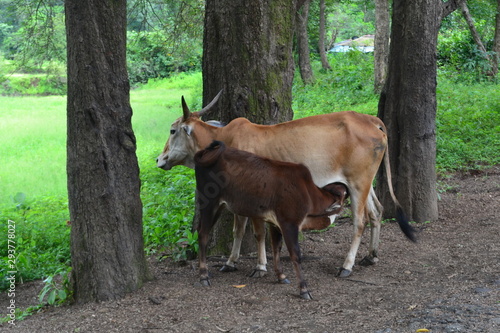 cow milk feeding © shubham