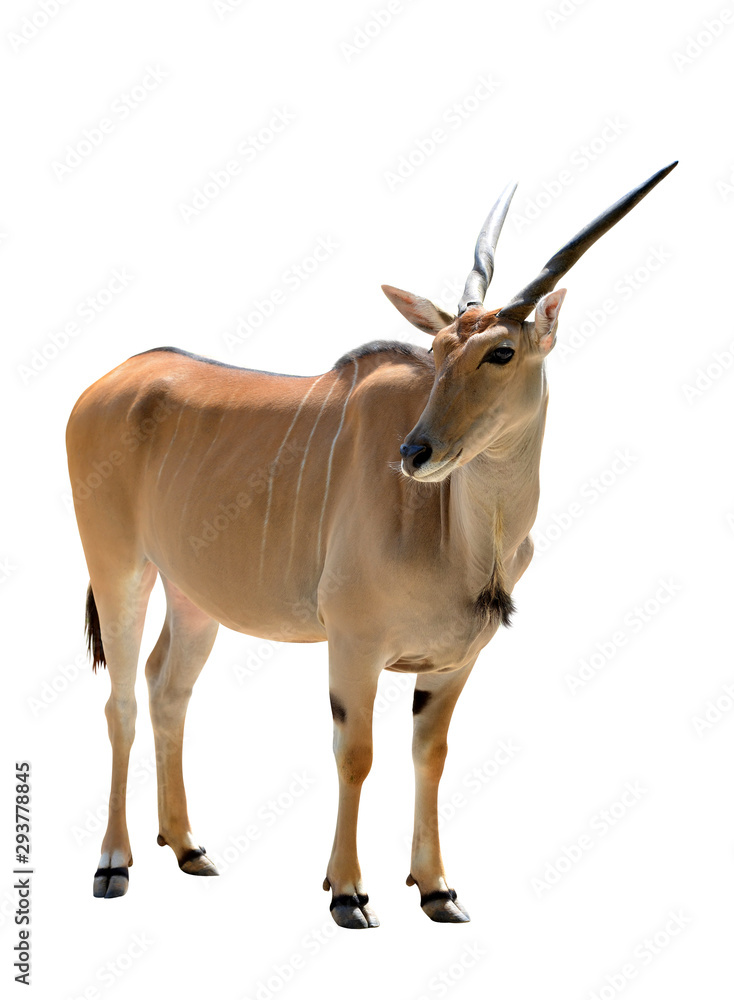 Common Eland antelope (Taurotragus oryx) isolated on white background. Savannah animal. Common Eland antelope (Taurotragus oryx) isolated on white background. Savannah animal.