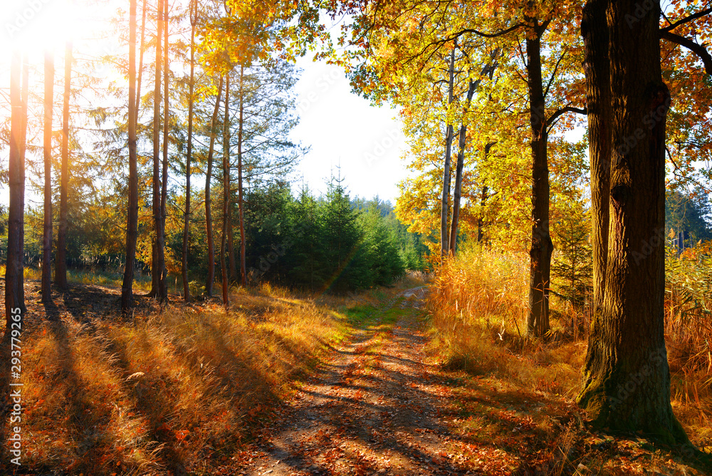 Colorful autumn forest with sun rays through branches of trees. Landscape with sunlight.