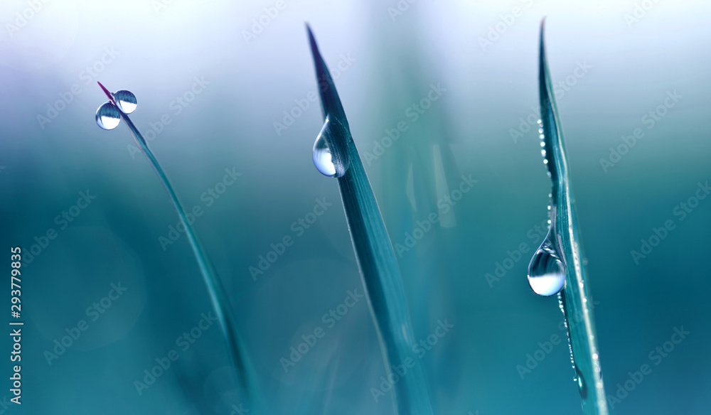 Transparent drops of water dew on grass close up.Natural background. - obrazy, fototapety, plakaty 