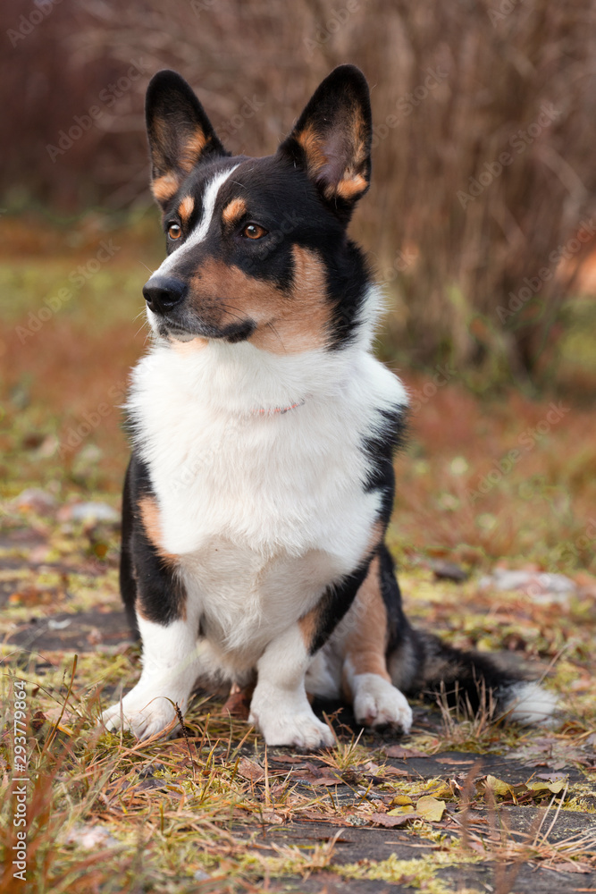 Dog breed Welsh Corgi Cardigan portrait on nature Stock-foto | Adobe Stock