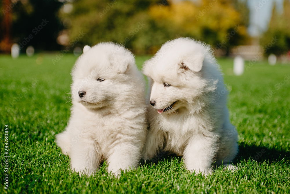 Samoyed puppies on the grass Samoyed puppies on the grass