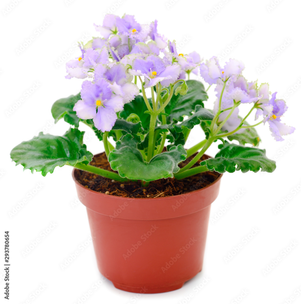 Saintpaulia in a pot. Saintpaulia in a pot.