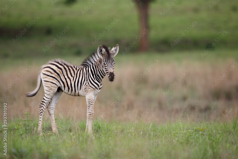 Zebra 2