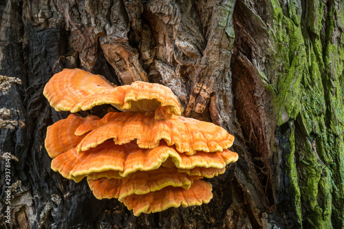 Laetiporus sulphureus - yellow mushrooms on the tree photo