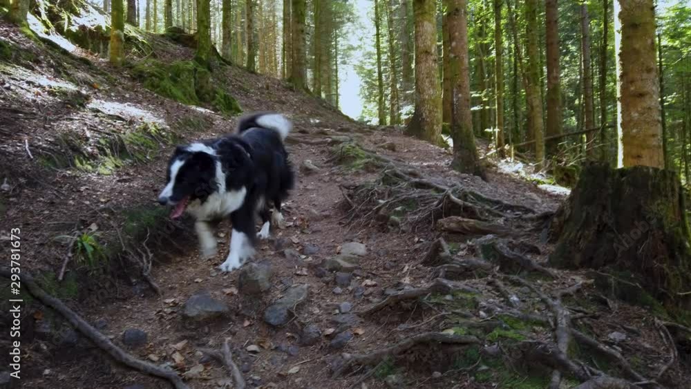 Happy dog comes when you call her name during a sunny hiking Happy dog comes when you call her name during a sunny hiking