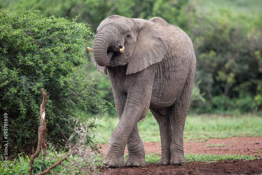 Naklejka premium Trinkender Elefant