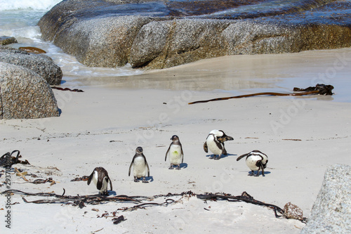 Fotografie Amazing South African Safari - Hippos, monkeys, zebras, leopards, lions, painted