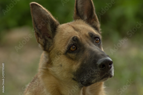 Perro pastor alemán