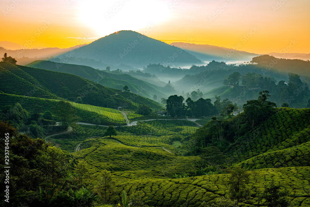 Tea fields in Cameron Highlands, Malaysia Tea fields in Cameron Highlands, Malaysia
