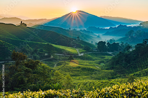 Sunrise of Tea fields in Cameron Highlands, Malaysia photo