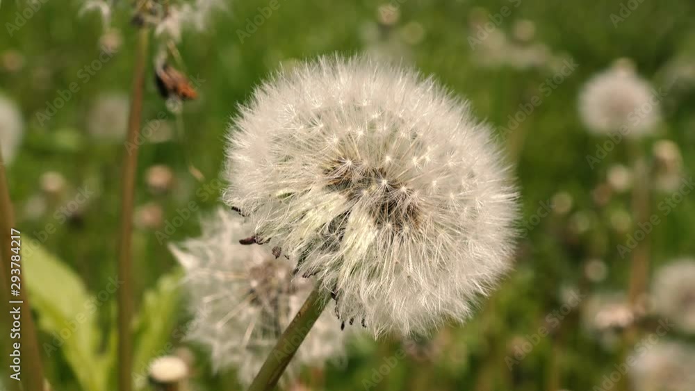 4k video Close up view of bloomed dandelion flower and green grass in the background 4k video Close up view of bloomed dandelion flower and green grass in the background
