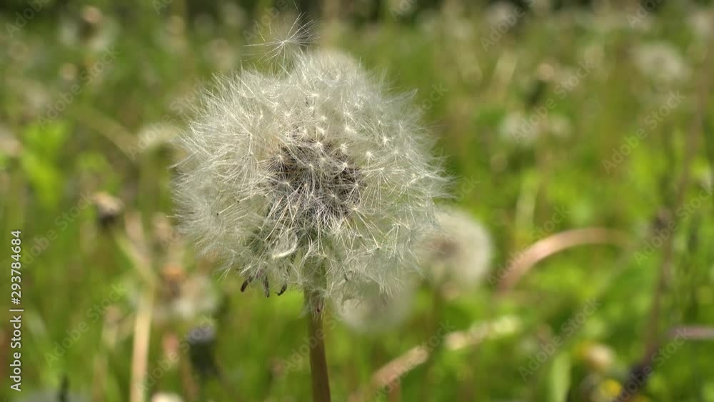 4k video Close up view of bloomed dandelion flower and green grass in the background 4k video Close up view of bloomed dandelion flower and green grass in the background
