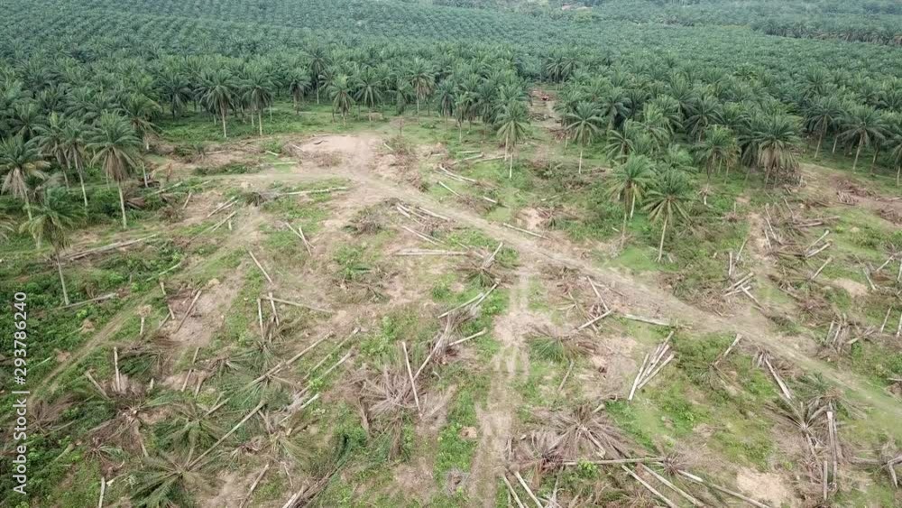 Aerial view land clearing. Aerial view land clearing.