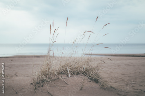 grass on the beach