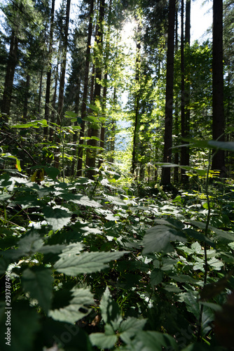 Alcuni scatti delle foreste delle dolomiti 