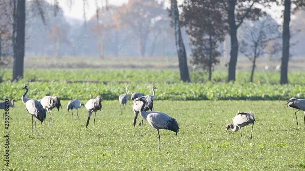 Common Cranes or Eurasian Cranes (Grus Grus) adult and juvenile walking in a field in soft autumn light. Slow motion clip. Common Cranes or Eurasian Cranes (Grus Grus) adult and juvenile walking in a field in soft autumn light. Slow motion clip.