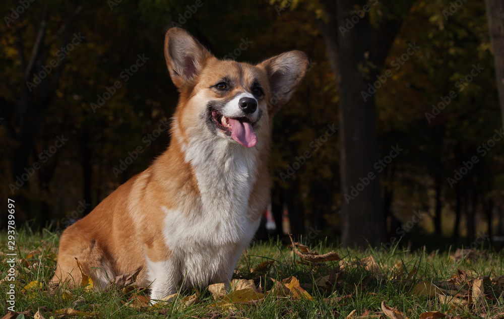 Welsh Corgi Pembroke portret in the park among the fallen leaves. Welsh Corgi Pembroke portret in the park among the fallen leaves.