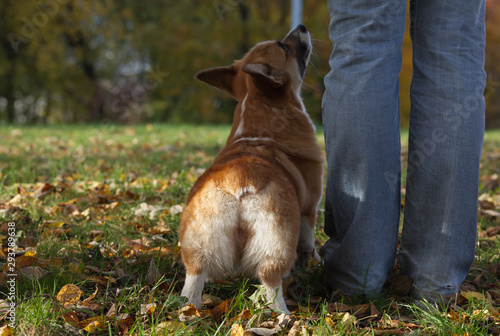 Cute Pembroke Corgi booty with the hostess on a walk among the falling leaves. Close-up.CR2 photo