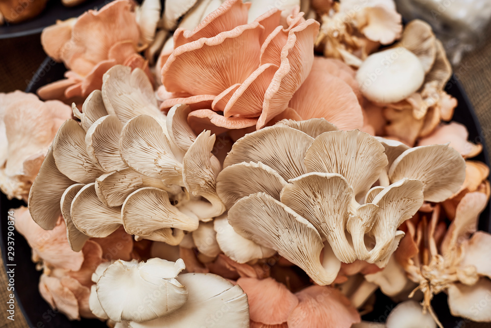 organic Oyster mushrooms at the market stall organic Oyster mushrooms at the market stall