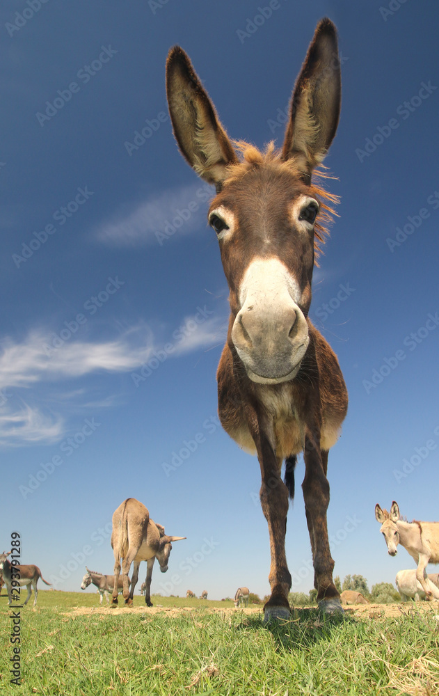 Portrait of funny cartoon like donkey Portrait of funny cartoon like donkey