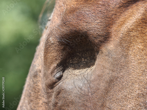 Detail of blind horse head. Horse without eye ball.