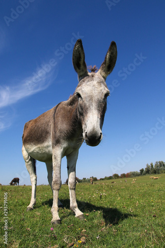 Portrait of funny donkey on pasture